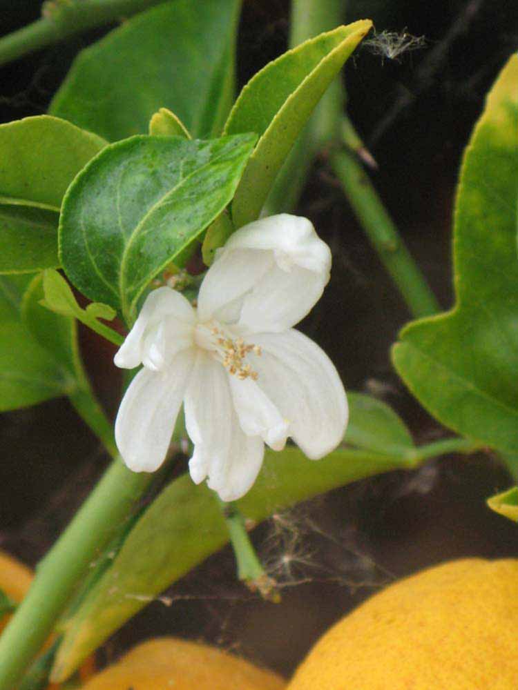             Flower (Riverside, CA)       